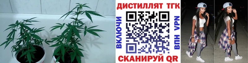 где найти наркотики  Североморск  Дистиллят ТГК Wax 