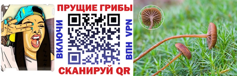 Псилоцибиновые грибы Cubensis сайты даркнета наркотические препараты Североморск